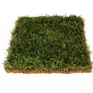 RTF - Tall Fescue